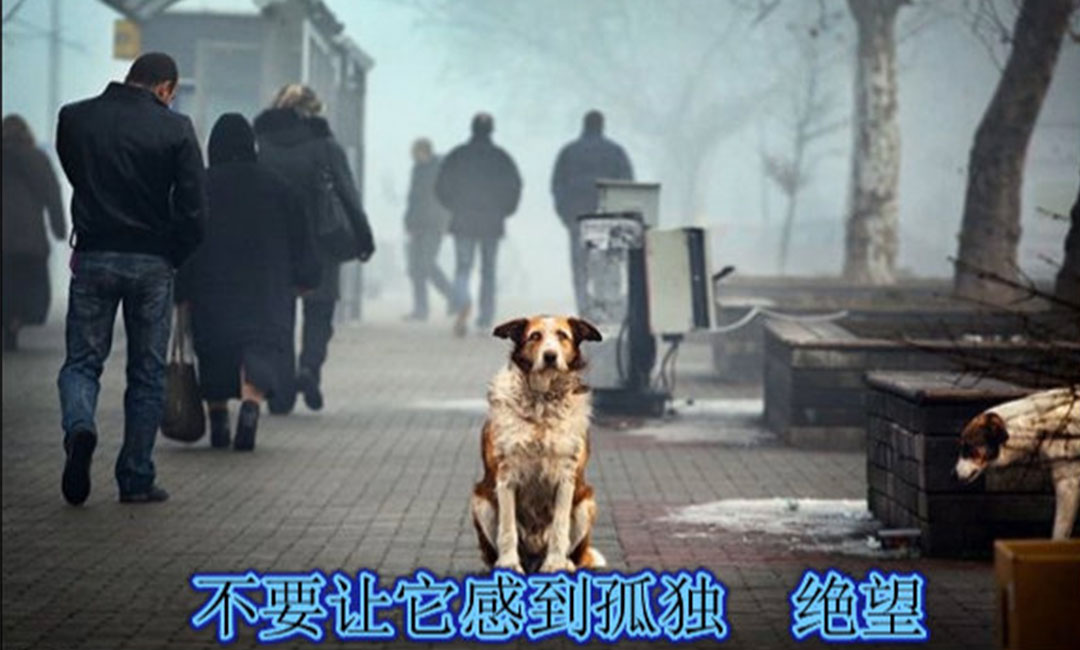 嘉峪关爱影圈微博微信转发案例